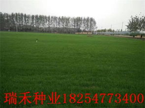 选对草种， 比用药梗治本