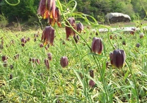 野菜野花惹人爱 误采误食凶险来