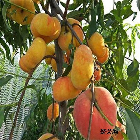 黄桃树苗的生态智慧