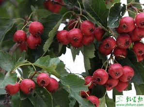 适合哪些地区和气候条件？