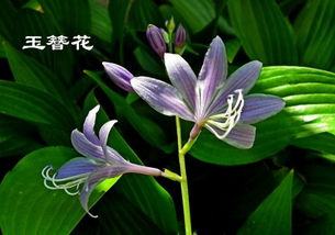 六月里哪种花最为代表性？