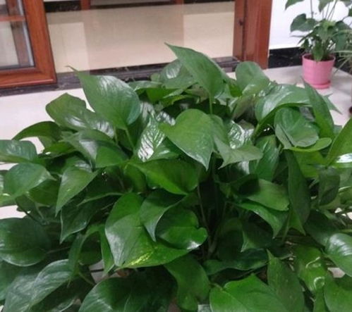 “夏季养好绿萝，通风遮阳是关键