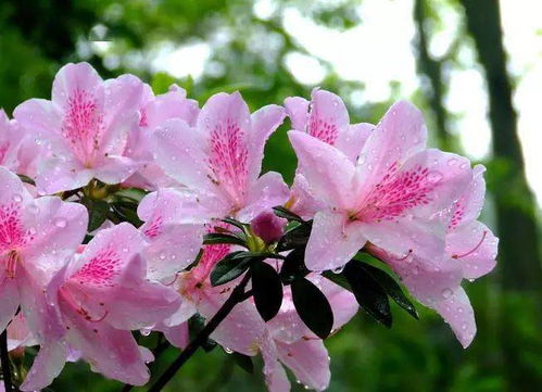 杜鹃花谢后剪掉花梗是必须的吗？剪掉花梗有哪些优缺点