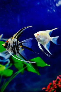 如何挑选和养好神仙鱼，使其健康成长并展现最佳体态？