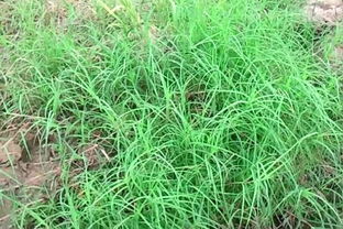 种草达人告诉你：种什么草嫩让杂草自动消失？