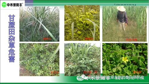 甘蔗田除草剂种类大揭秘