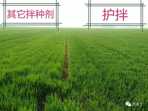 拌种后的小麦，Zui多Neng放几天？