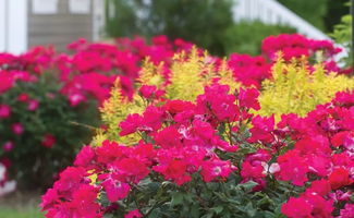 月季界的绝代佳人：Knock Out月季的花期与种植地揭秘