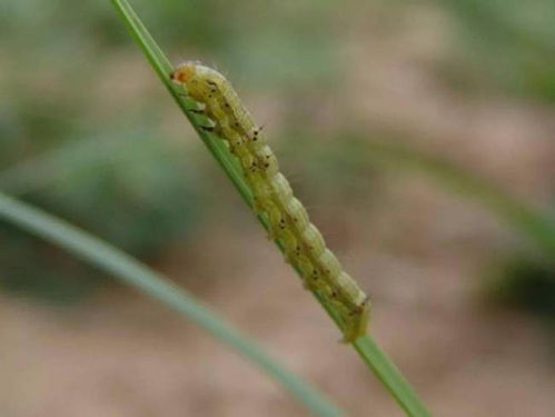 防治虫害，有办法！