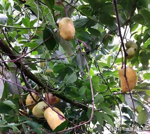 香蕉树种植方法？如何种出又大又甜的香蕉
