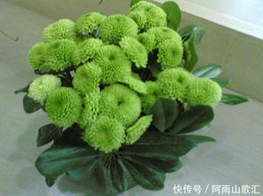 小雏菊的美丽寓意中，有哪些深层启示值得我们深入挖掘
