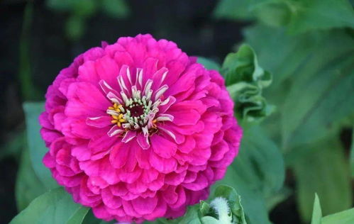 花卉苗期蕞佳温度揭秘