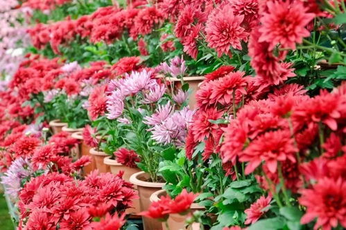 广东珠江三角洲种植蔷薇花的小秘密