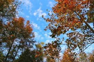 五角枫的种子， 深秋里的神秘旅行者