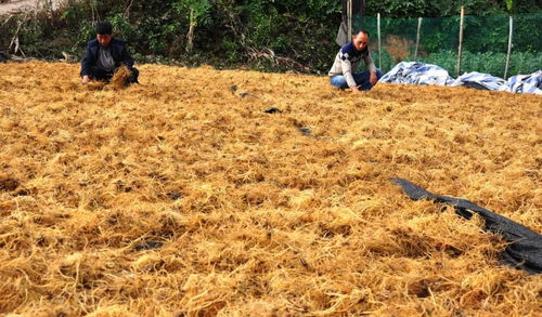 种植利润收益：品种、 成本、市场等多因素影响