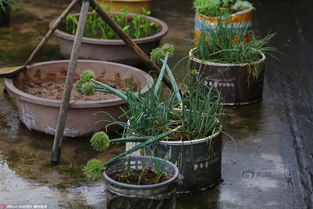 室内种植蔬菜的选择：多样与适宜