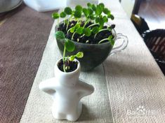 想在家种木瓜？木瓜盆栽种植方法
