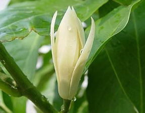 白兰花为何突然掉花包？花包里藏着什么秘密
