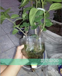 大叶海棠换土， 那是一周后的事儿