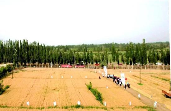 新疆盐碱地，藏着什么样的秘密？