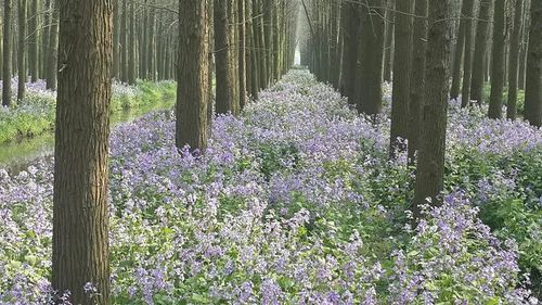 路边白花图鉴，揭秘城市生态之美