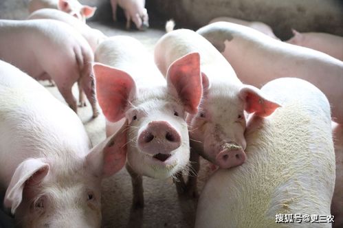 川渝地区毛猪价格受近期走势影响，未来一个月内会上涨还是下跌呢？