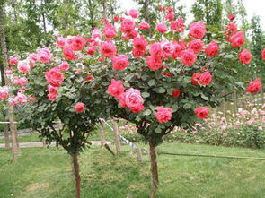 月季叶霉病的防治方法