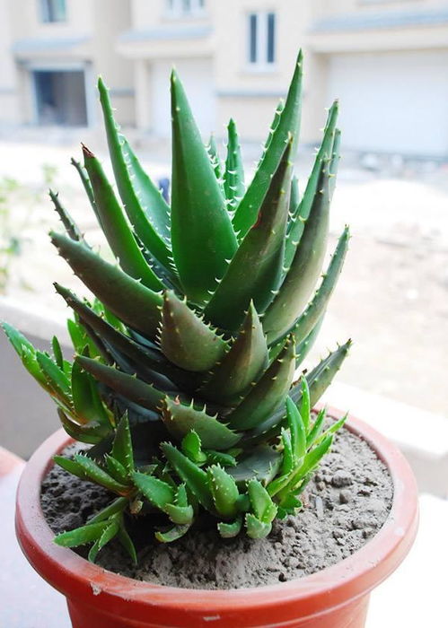 喜阴花草：家居的美化与活力