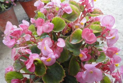 夏腊梅的湿度判断