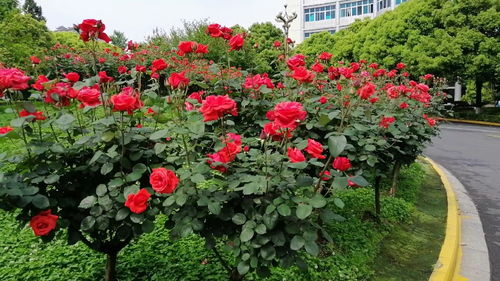 月季花成为市花的背后