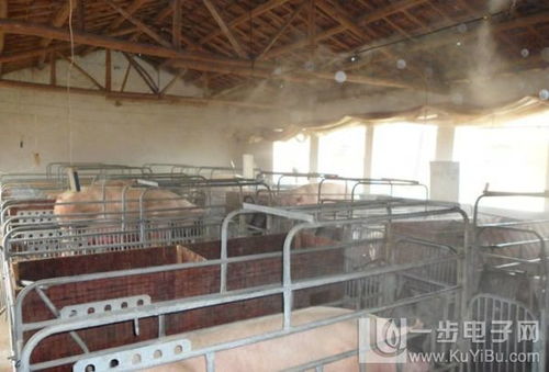 养猪场消毒需定期轮换，确保养殖环境安全高效