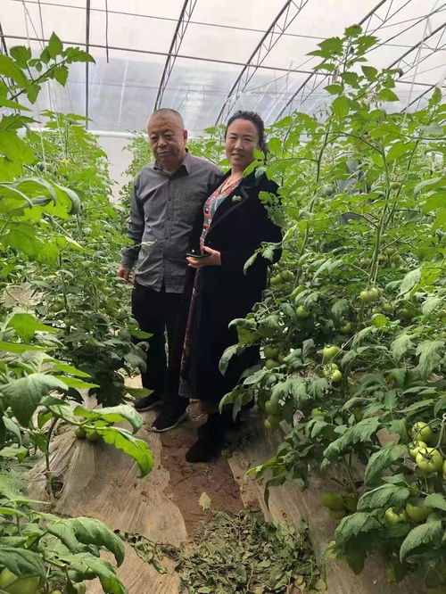 野生茶油VS人工种植：哪一种更胜一筹？