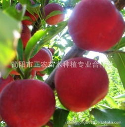高产李子嫁接技术：如何通过嫁接提高李子产量与品质