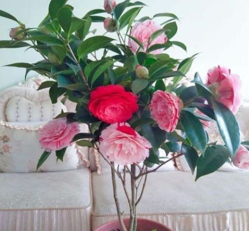 海南种花，你真的了解吗？