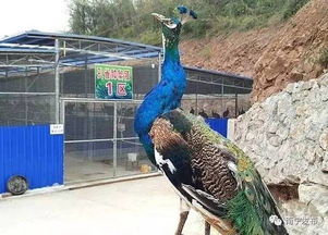福绵区特色龟鳖养殖，助力扶贫事业