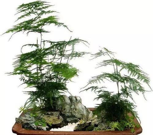 文竹的清雅象征和深厚传统，如何体现其在现代美学和文化传承中的独特价值