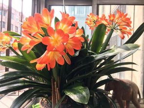 一、插条处理，讲究方法