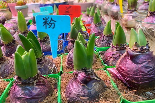 五月份种球根植物会不会太晚？