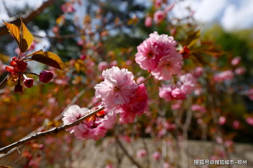 关键发现：春播需进行沙藏处理