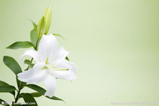 百合叶子突然掉落的原因揭秘