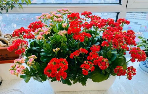 春天来了种花正当时！