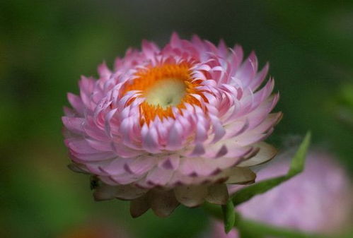 菊花的独特魅力