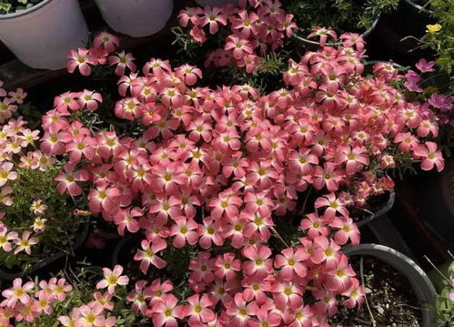 2. 太阳花：阳光下的快乐使者