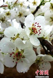 兰花的清雅与梨花的离愁