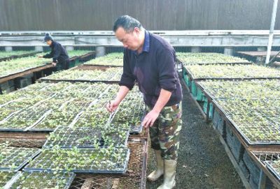 春季大棚月季病虫害防范