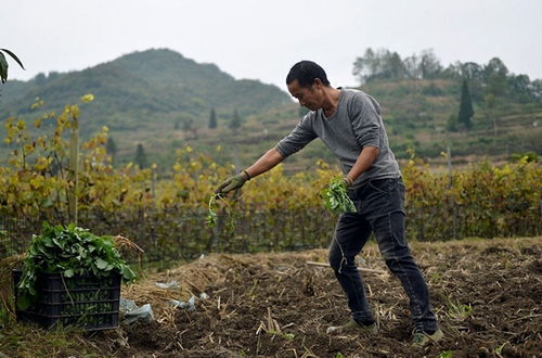 霸王鞭种植技巧有哪些，如何确保霸王鞭健康生长并提高其观赏价值