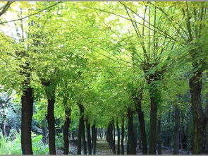 黄金槐的种植，要注意啥？