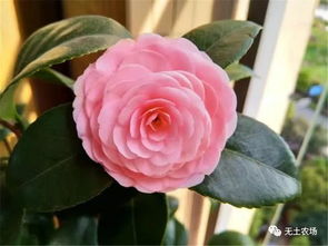 茶花养护：肥料选择全攻略