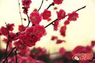 粉色梅花，传递爱与希望的婉约之花