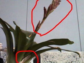 枯萎花儿救活全攻略